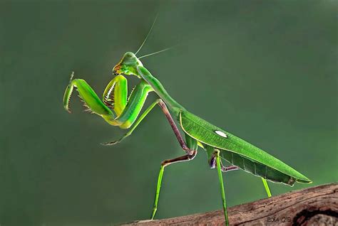 nid de mante religieuse|Mante religieuse (Mantis religiosa), de la ponte à l ...